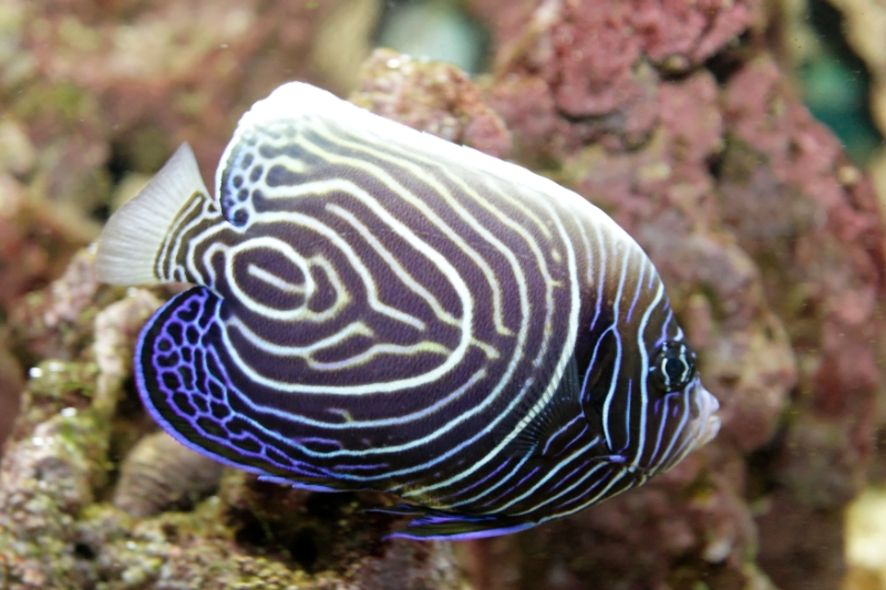 Pomacanthus imperator (emperor angelfish), Aquarium.jpg - Pomacanthus imperator (emperor angelfish)